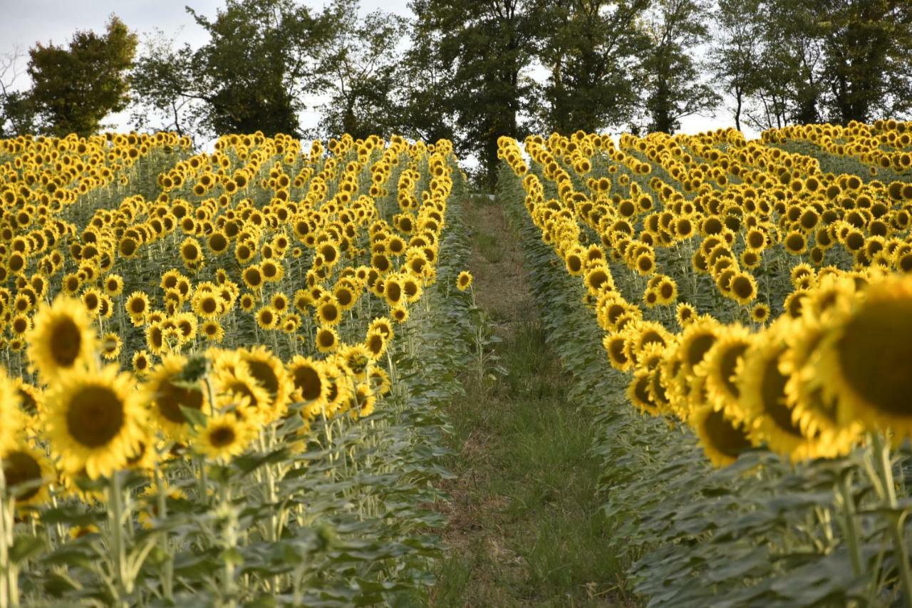 Agriturismo Fattoria Del Colle 이에시 외부 사진